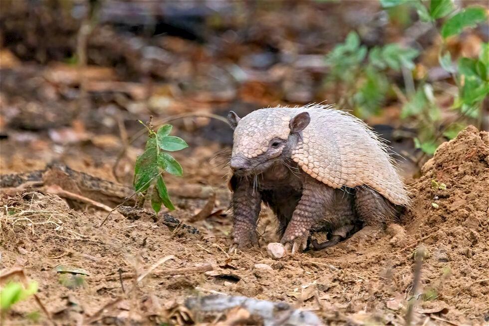 Yellow Armadillo (Euphractus sexcinctus)