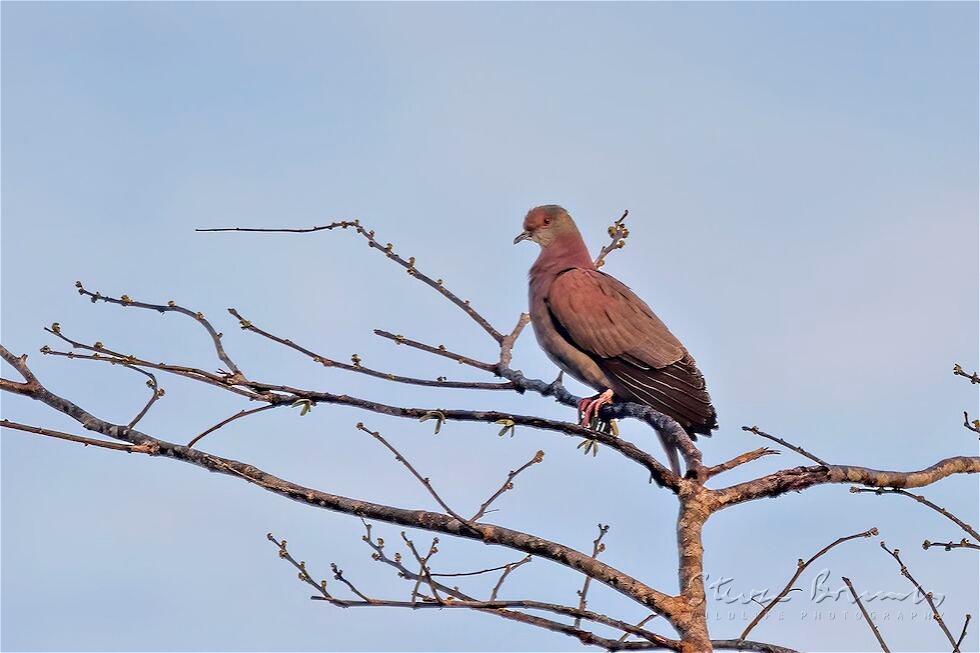 Pale-vented Pigeon (Patagioenas cayennensis)