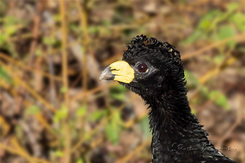 Bare-faced Curassow (Crax fasciolata)