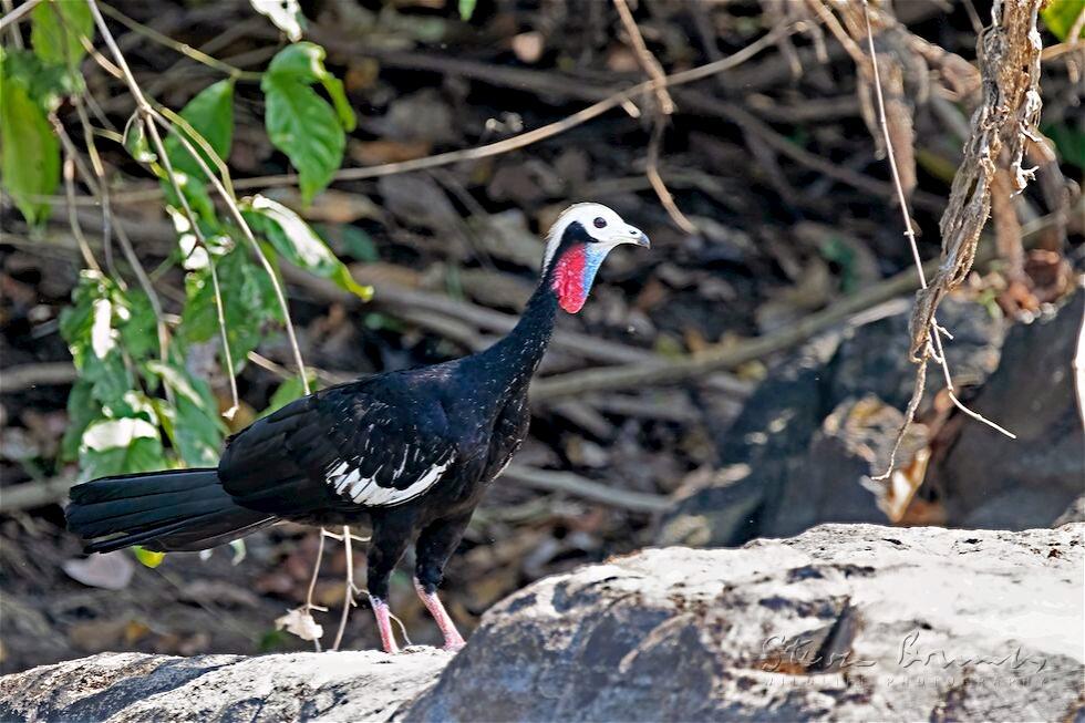 Red-throated Piping Guan (Pipile cujubi)