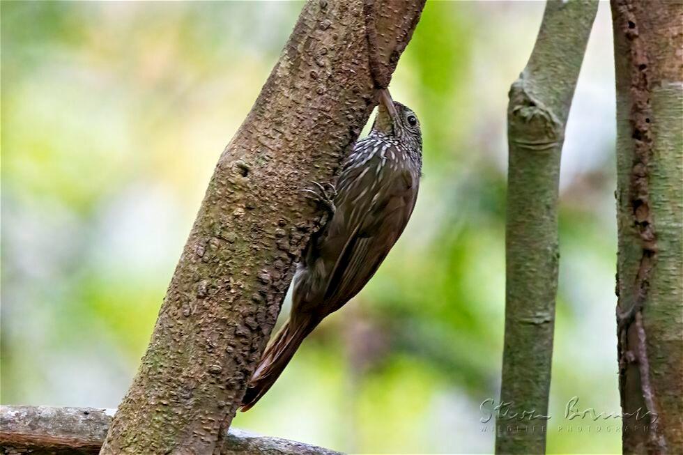 Striped Woodcreeper (Xiphorhynchus obsoletus)