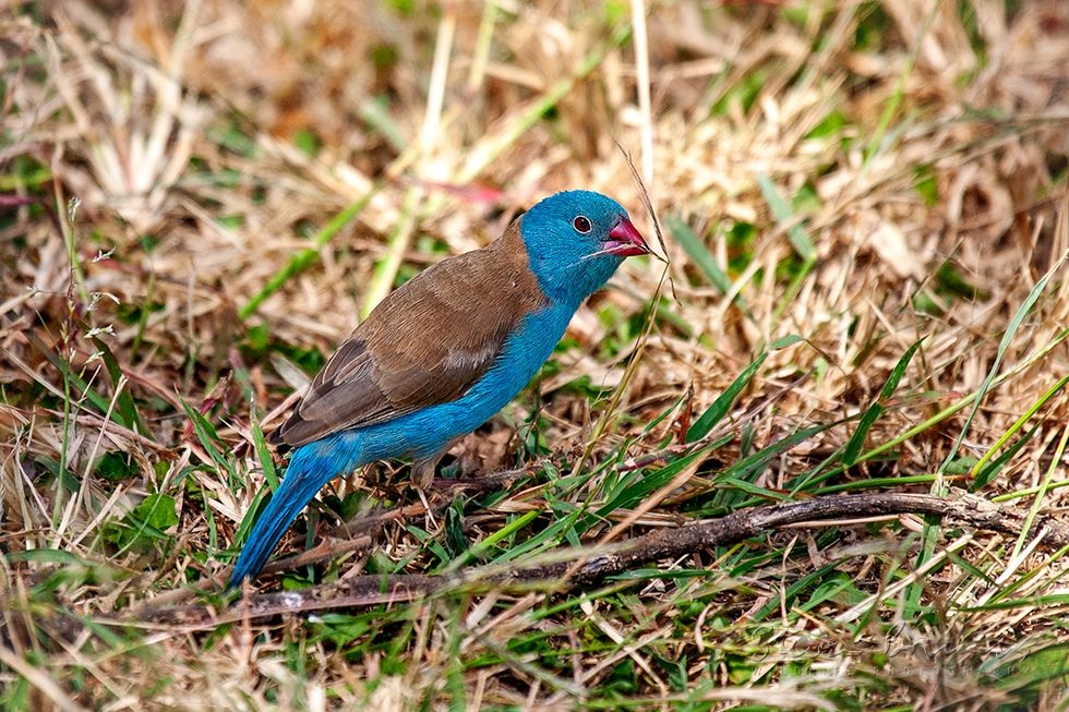 Blue-capped Cordon-bleu (Uraeginthus cyanocephalus)
