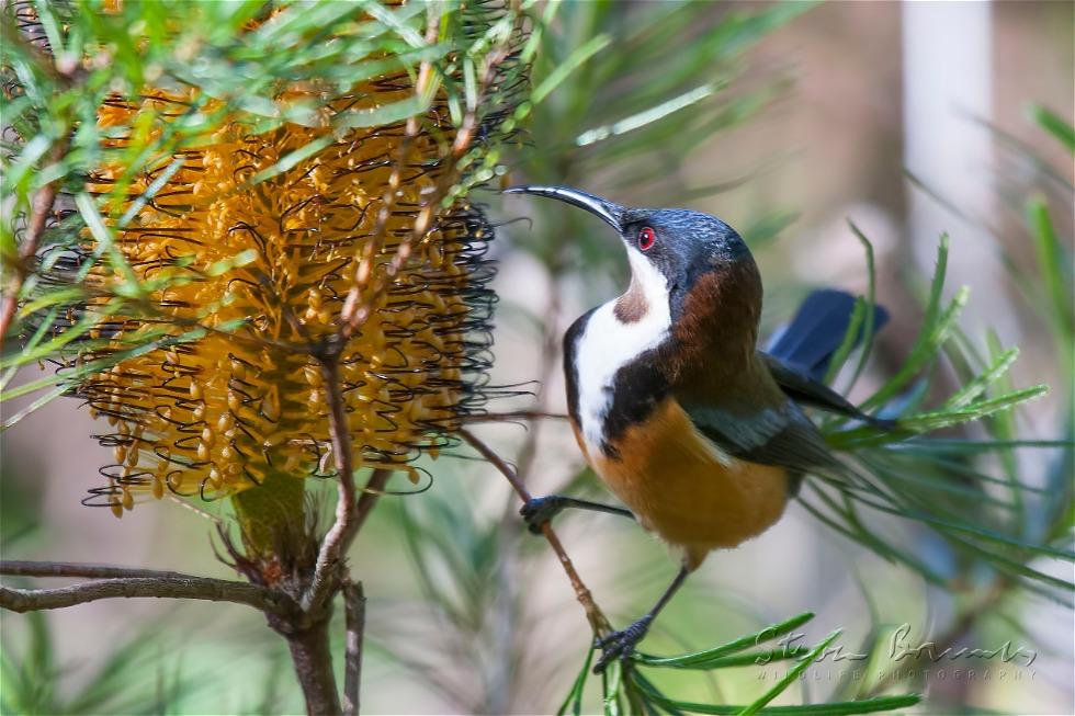 Eastern Spinebill (Acanthorhynchus tenuirostris)