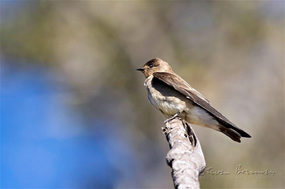 Brown-chested Martin (Progne tapera)