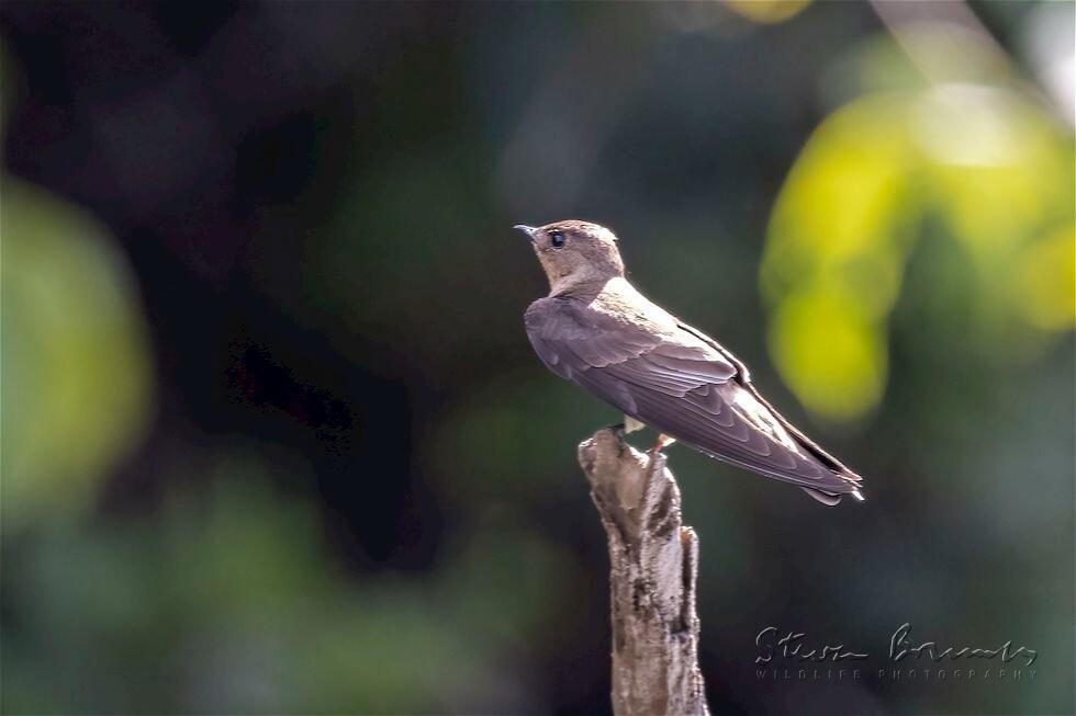 Southern Rough-winged Swallow (Stelgidopteryx ruficollis)