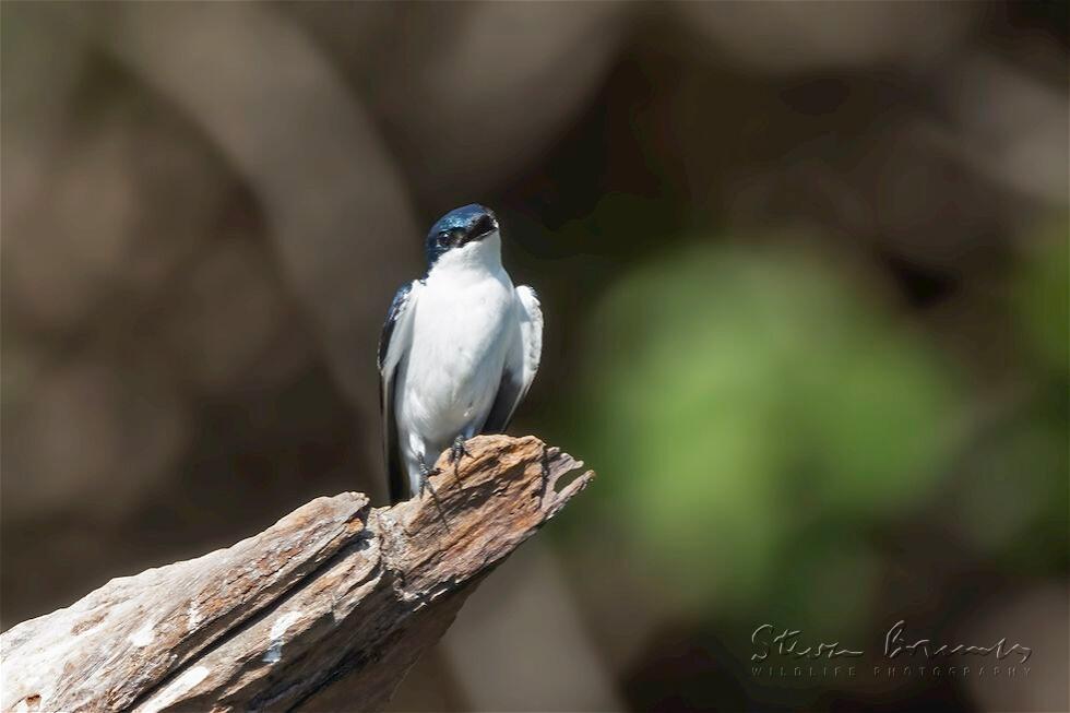 White-winged Swallow (Tachycineta albiventer)