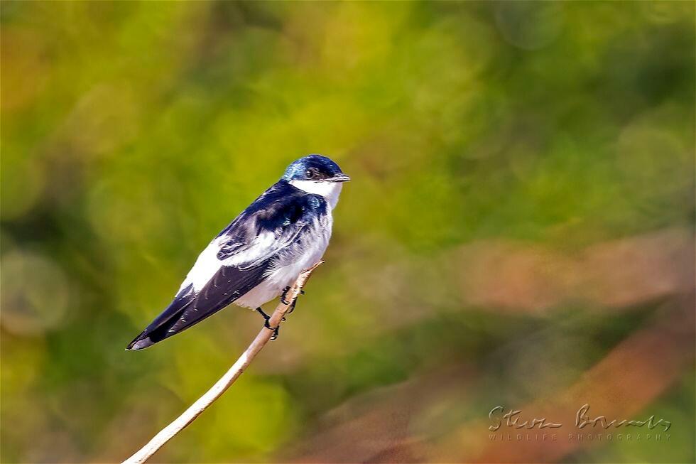 White-winged Swallow (Tachycineta albiventer)