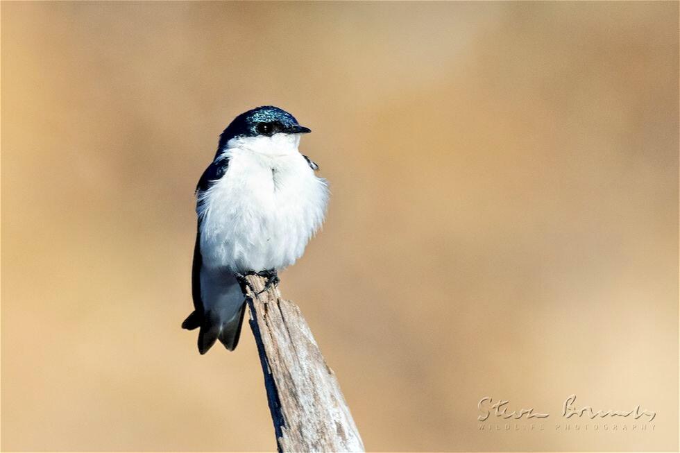 White-winged Swallow (Tachycineta albiventer)