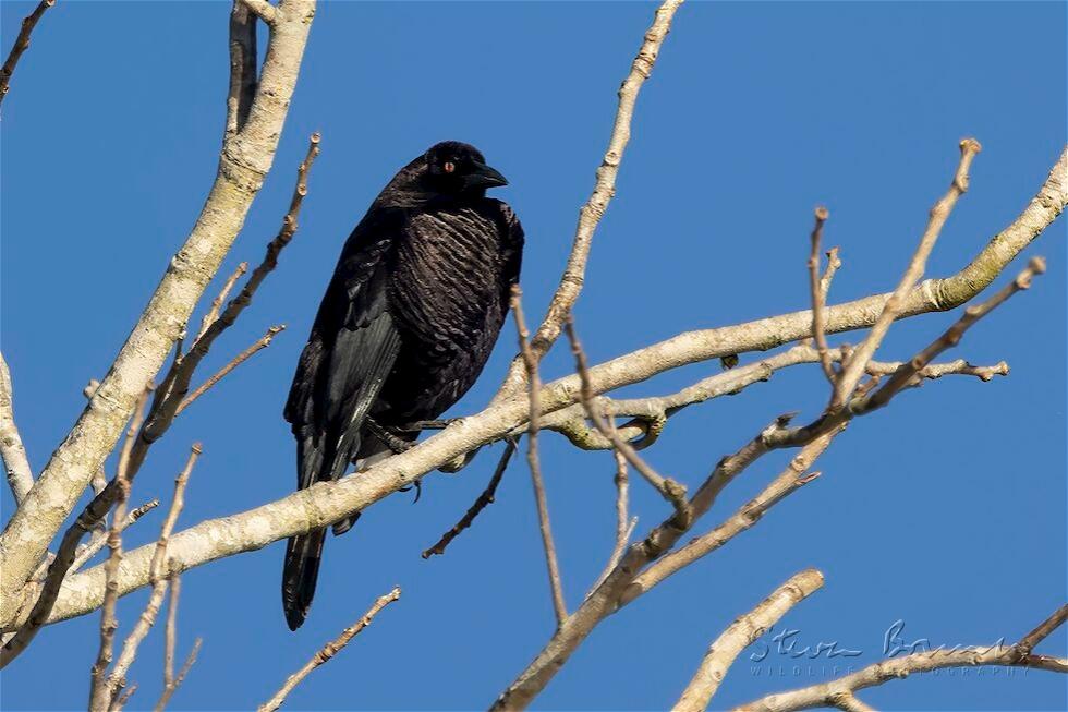 Giant Cowbird (Molothrus oryzivorus)