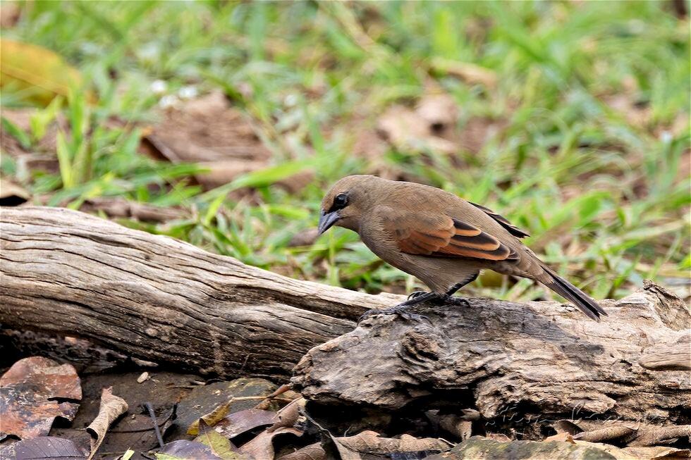 Greyish Baywing (Agelaioides badius)