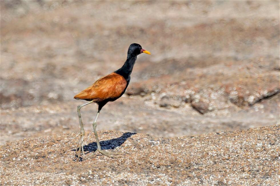 Wattled Jacana (Jacana jacana)