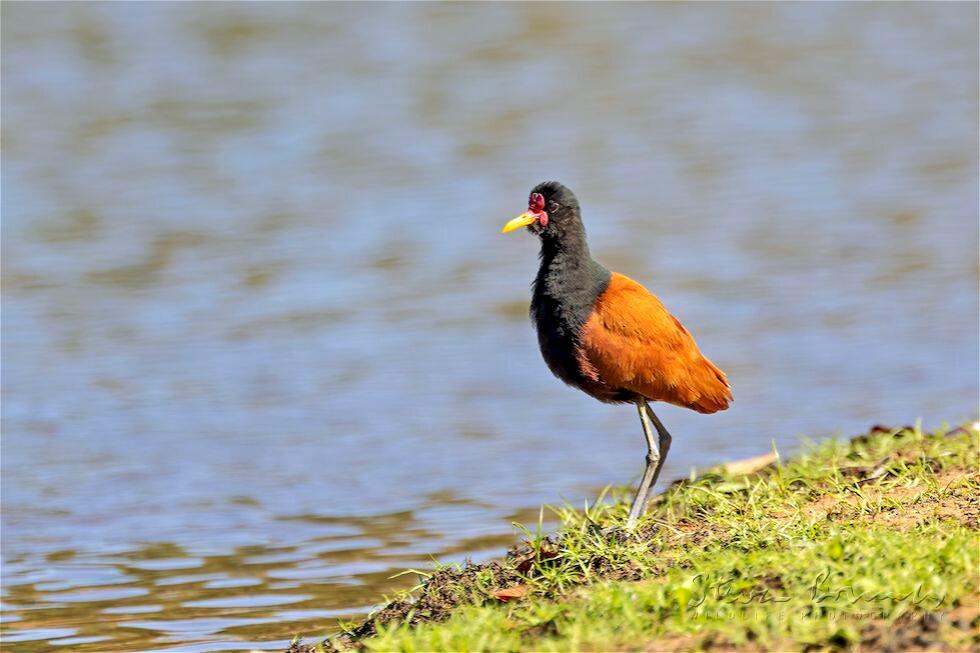 Wattled Jacana (Jacana jacana)