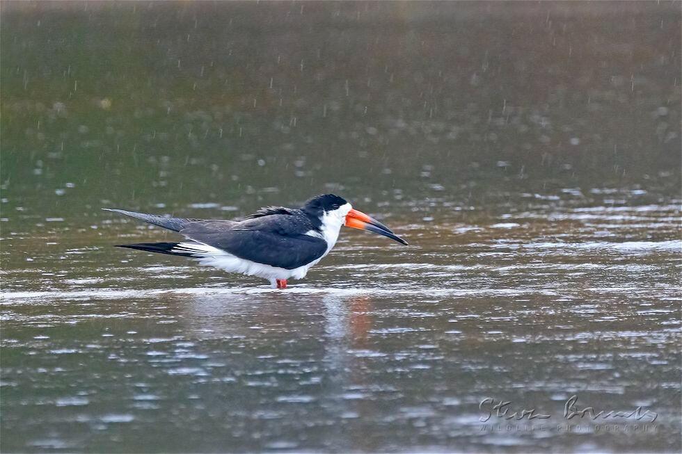 Black Skimmer (Rynchops niger)