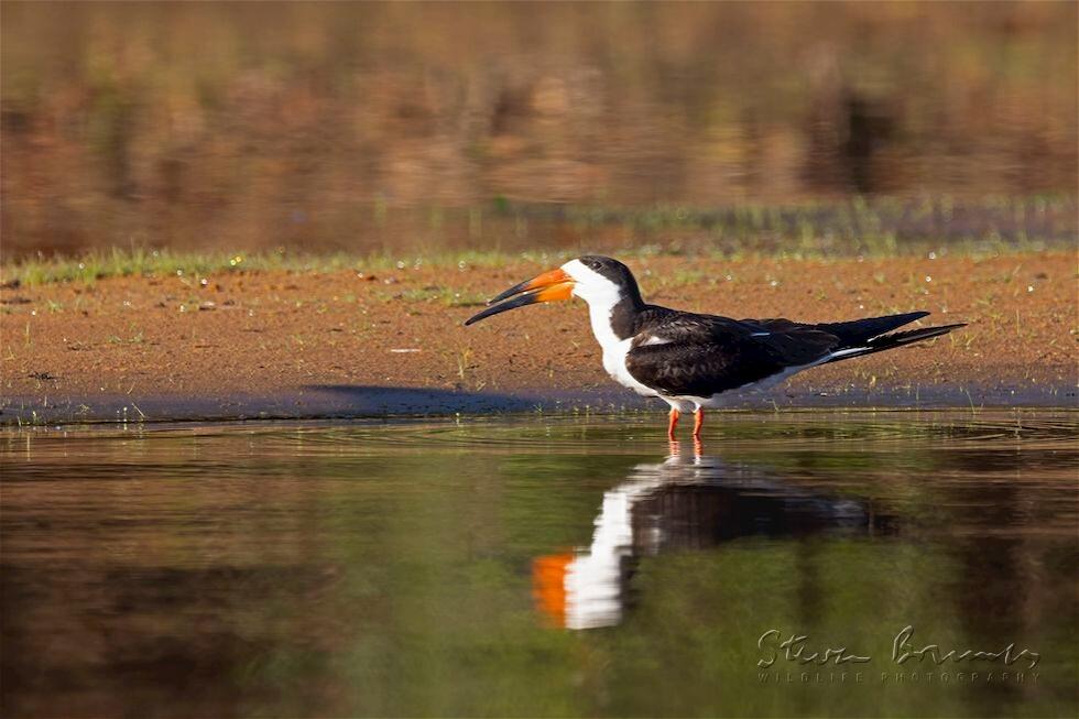 Black Skimmer (Rynchops niger)