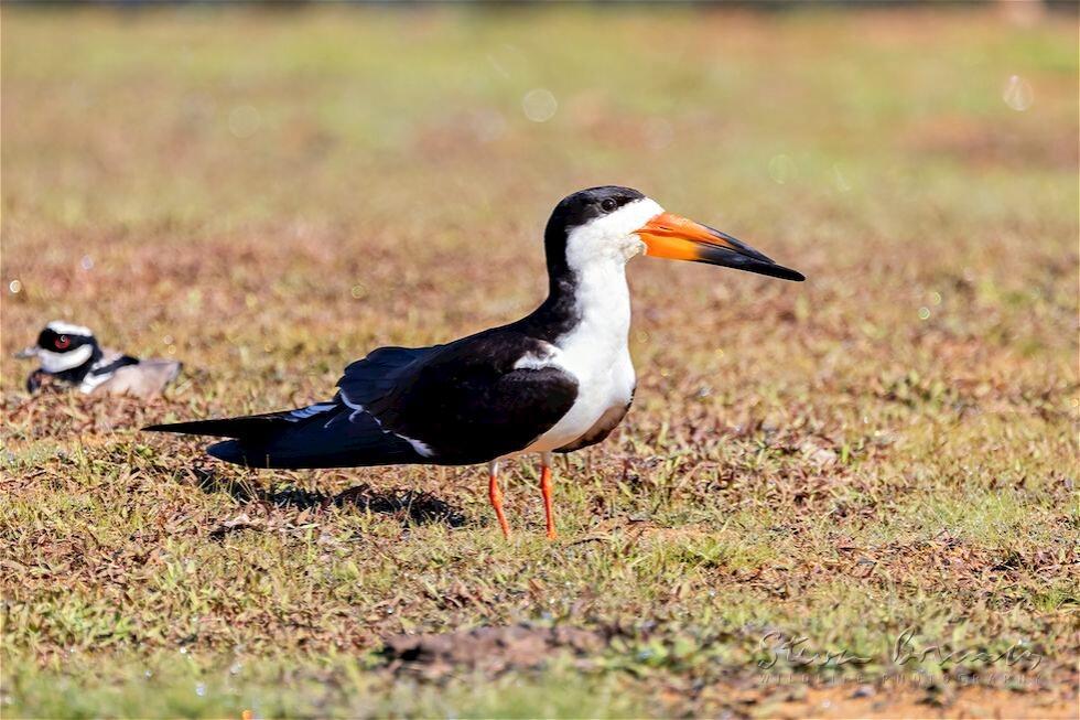 Black Skimmer (Rynchops niger)