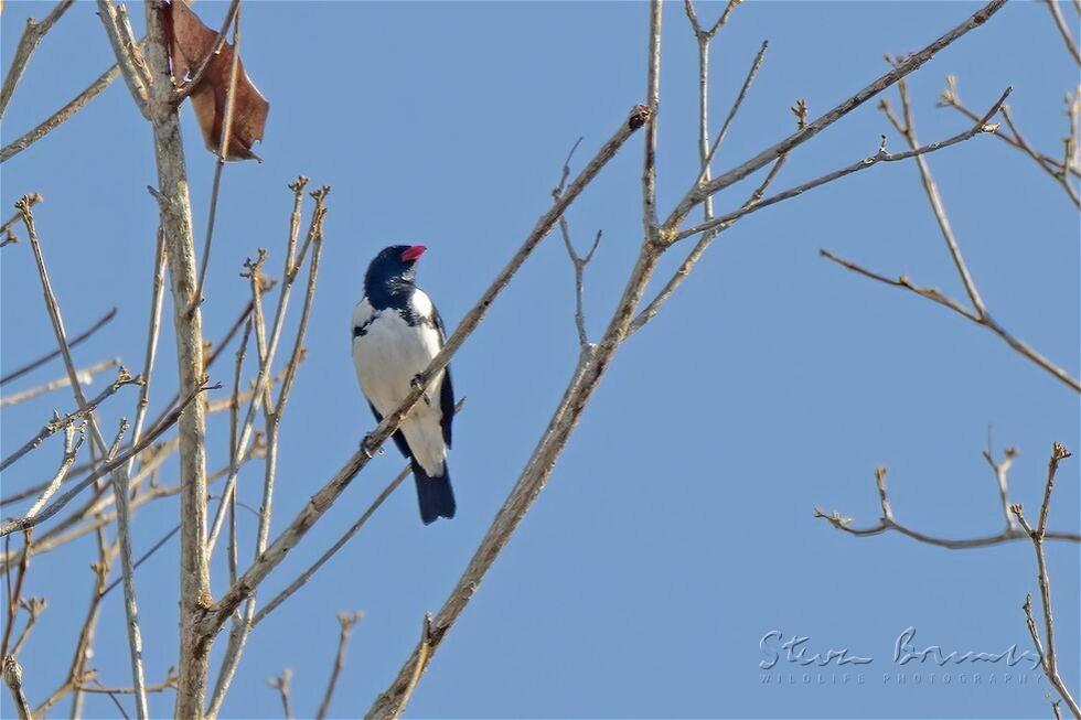 Red-billed Pied Tanager (Lamprospiza melanoleuca)