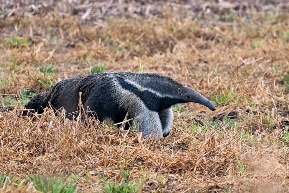 Giant Anteater (Myrmecophaga tridactyla)