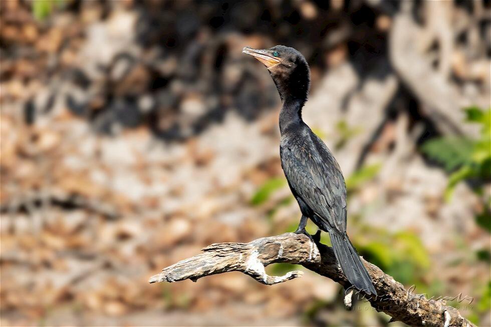 Neotropic Cormorant (Phalacrocorax brasilianus)