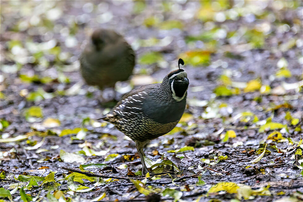 California Quail (Callipepla californica)