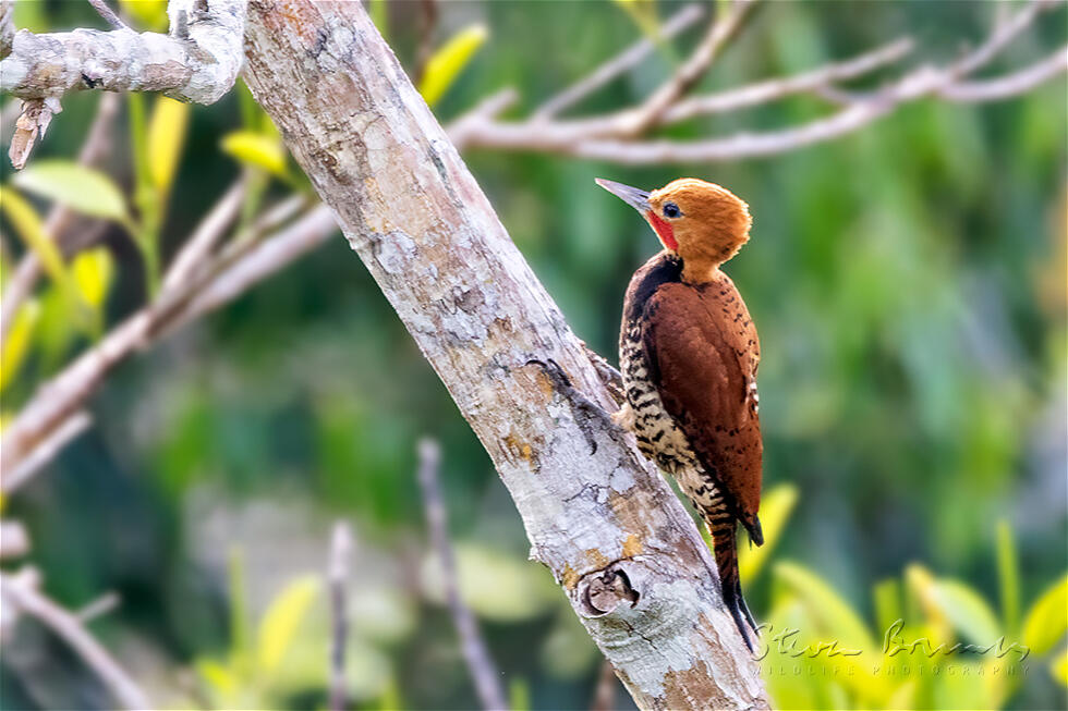 Ringed Woodpecker (Celeus torquatus)
