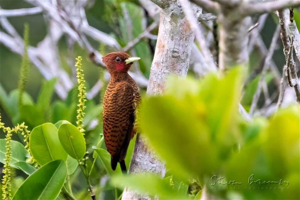 Scaly-breasted Woodpecker (Celeus grammicus)