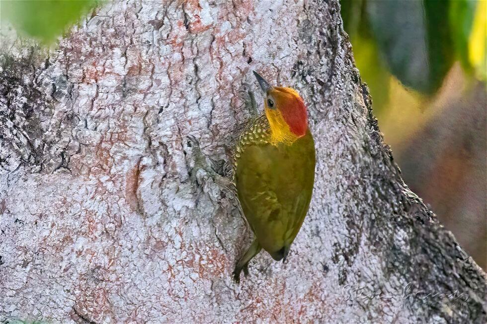 Yellow-throated Woodpecker (Piculus flavigula)