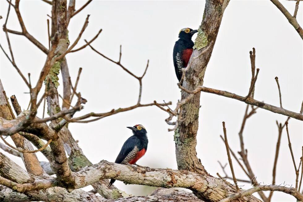Yellow-tufted Woodpecker (Melanerpes cruentatus)