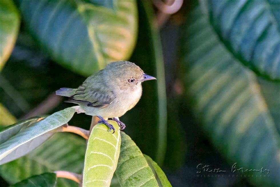 Dwarf Tyrant-Manakin (Tyranneutes stolzmanni)
