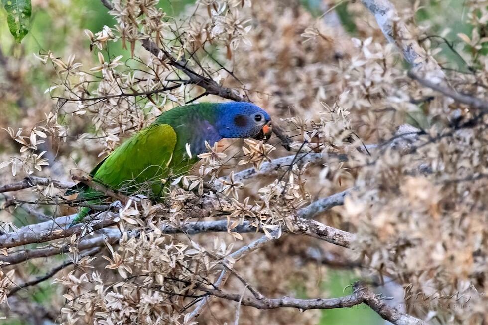 Blue-headed Parrot (Pionus menstruus)