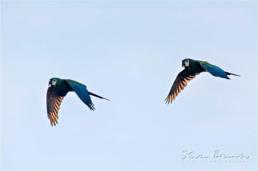 Chestnut-fronted Macaw (Ara severus)
