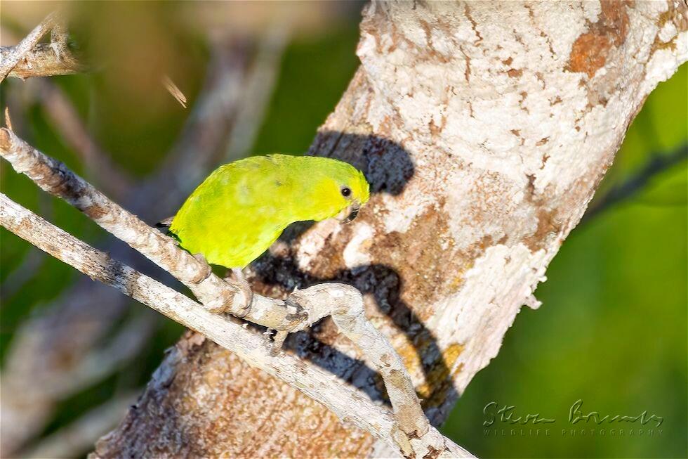 Dusky-billed Parrotlet (Forpus modestus)