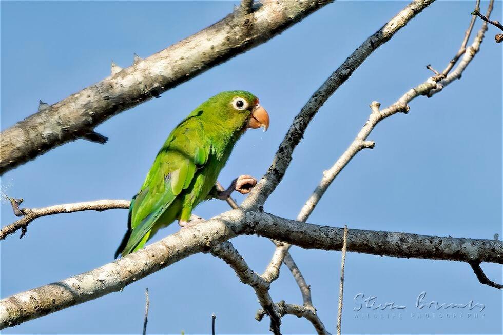 Golden-winged Parakeet (Brotogeris chrysoptera)
