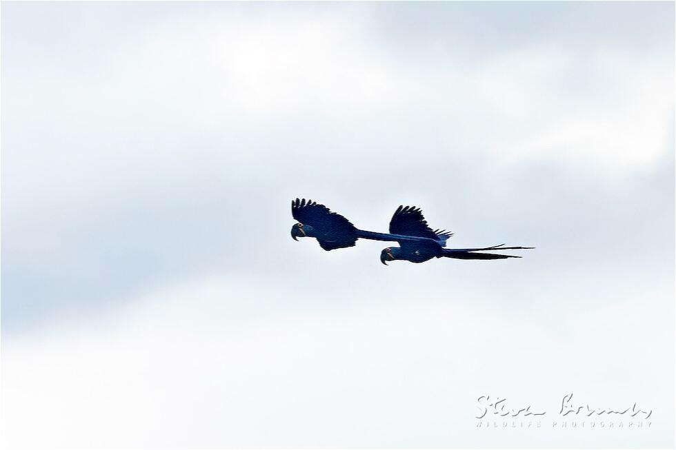 Hyacinth Macaw (Anodorhynchus hyacinthinus)