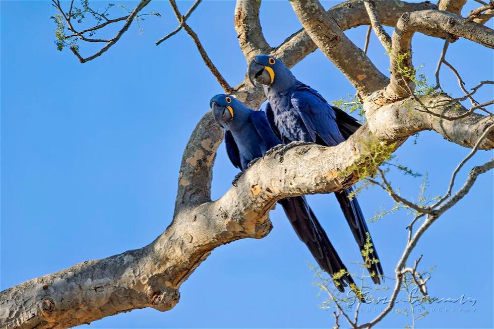 Hyacinth Macaw (Anodorhynchus hyacinthinus)