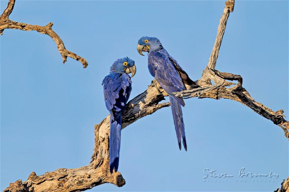 Hyacinth Macaw (Anodorhynchus hyacinthinus)