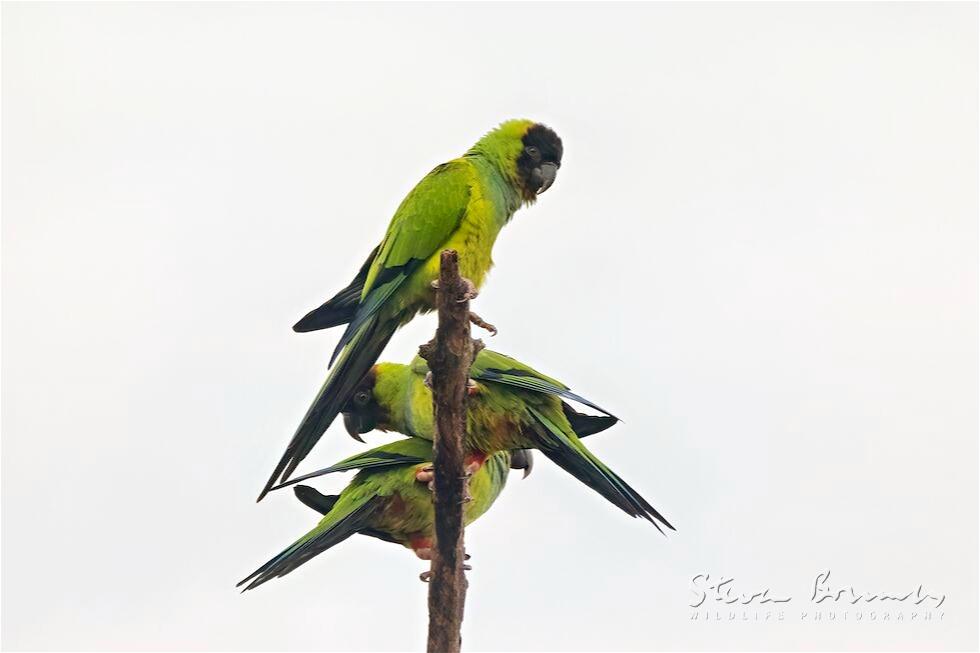 Nanday Parakeet (Aratinga nenday)