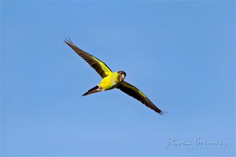 Nanday Parakeet (Aratinga nenday)
