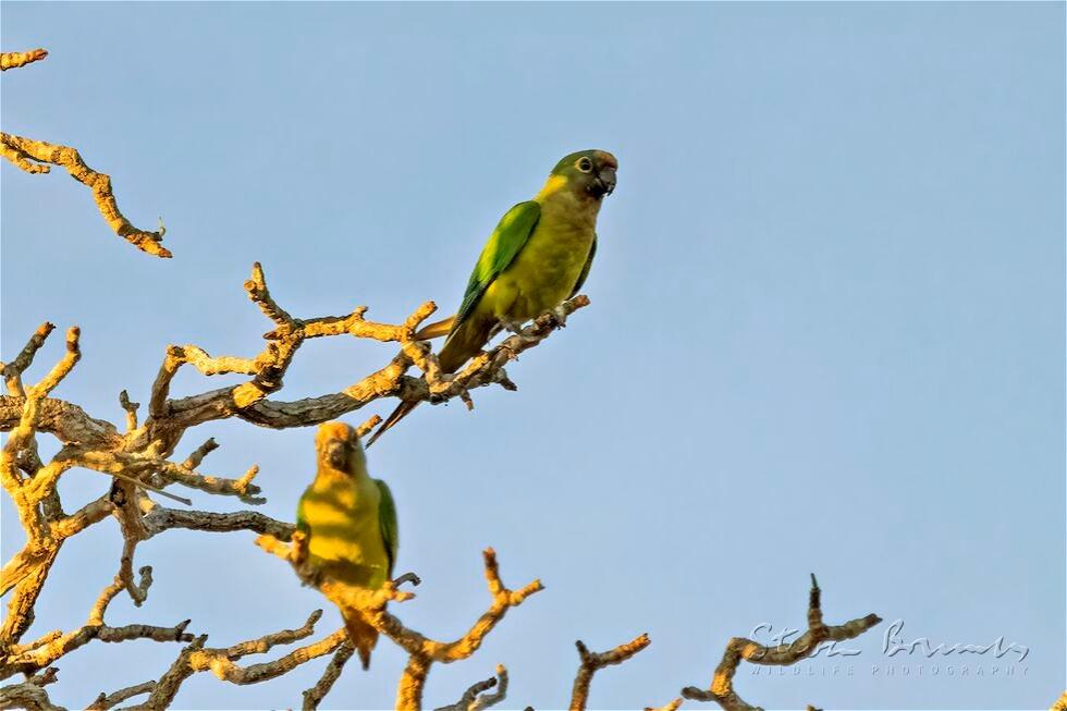 Peach-fronted Parakeet (Eupsittula aurea)