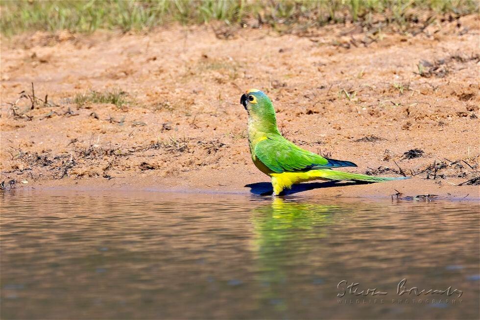 Peach-fronted Parakeet (Eupsittula aurea)