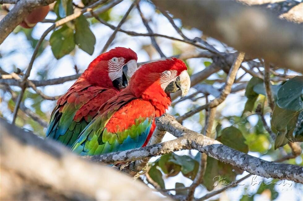 Red-and-green Macaw (Ara chloropterus)