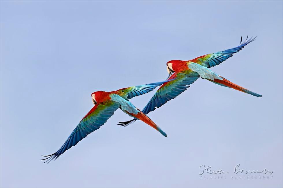 Red-and-green Macaw (Ara chloropterus)