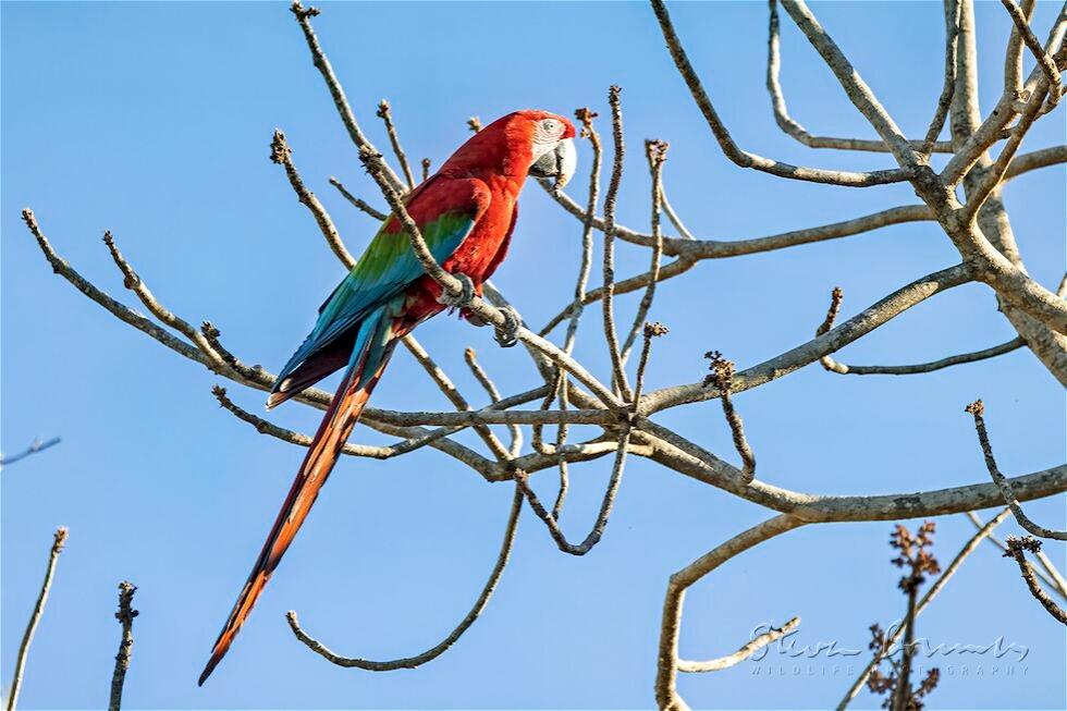 Red-and-green Macaw (Ara chloropterus)