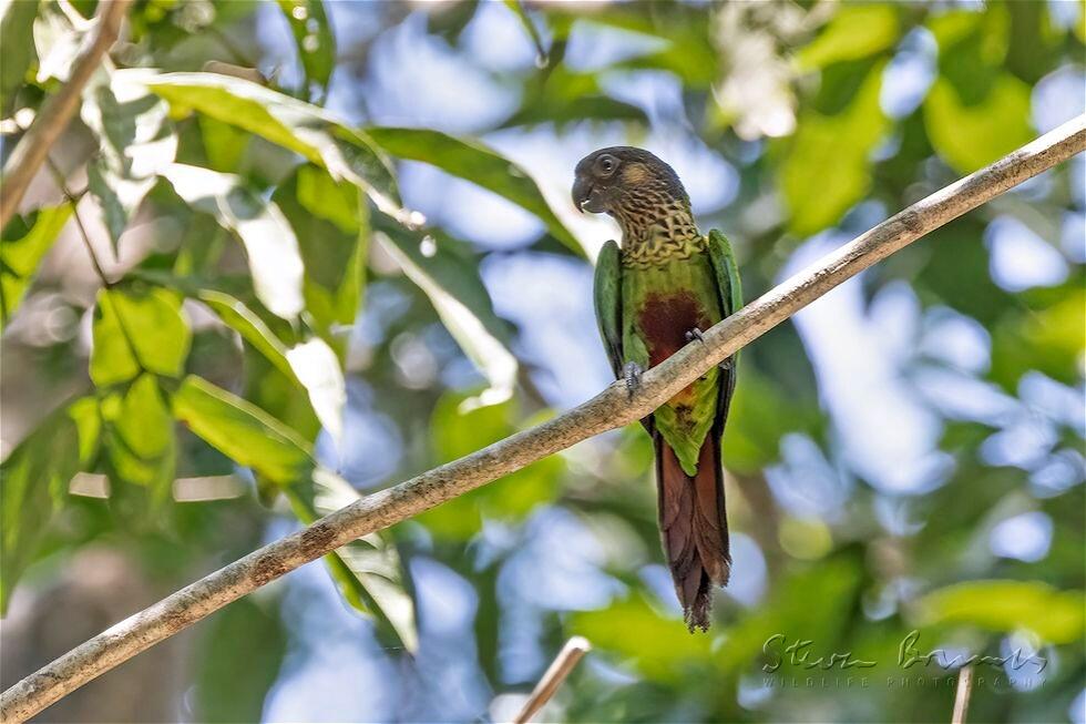 Santarem Parakeet (Pyrrhura amazonum)