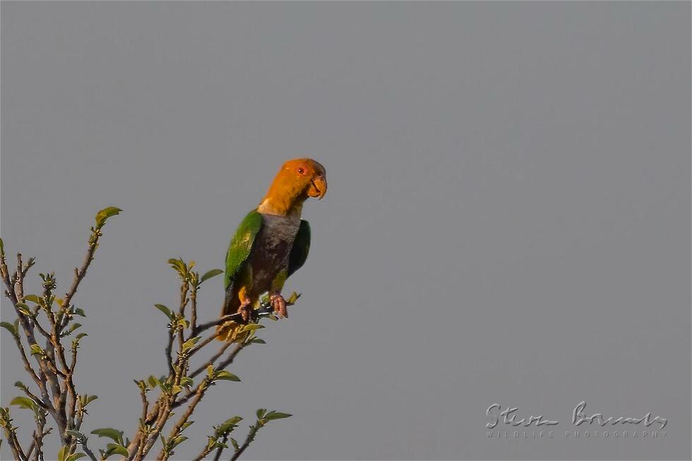 White-bellied Parrot (Pionites leucogaster)