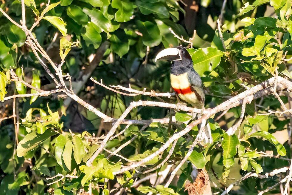 Black-necked Aracari (Pteroglossus aracari)