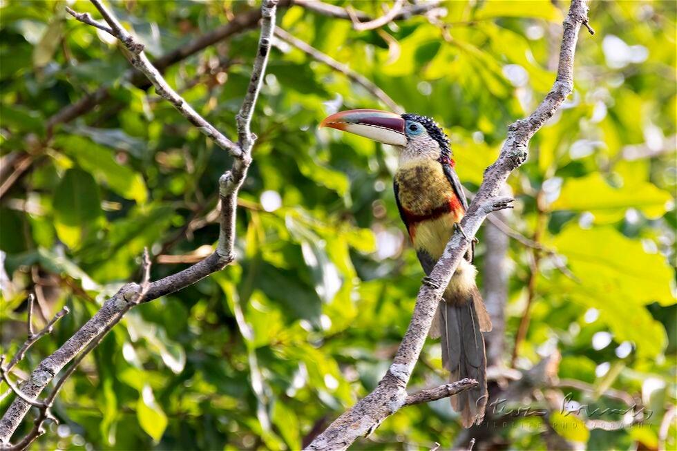 Curl-crested Aracari (Pteroglossus beauharnaesii)