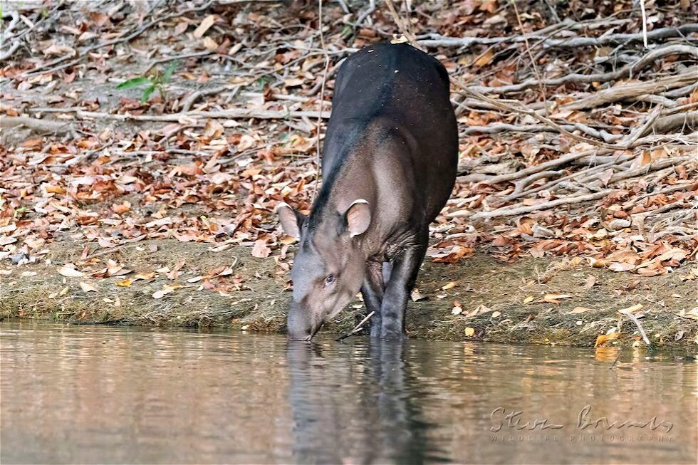 Lowland Tapir (Tapirus terrestris)