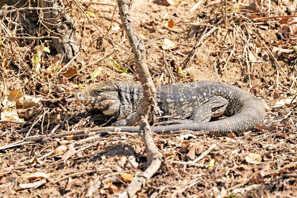 Argentine Black and White Tegu (Salvator merianae)