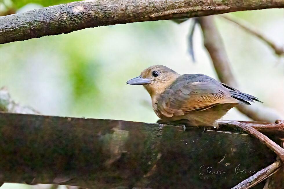 Spot-winged Antshrike (Pygiptila stellaris)