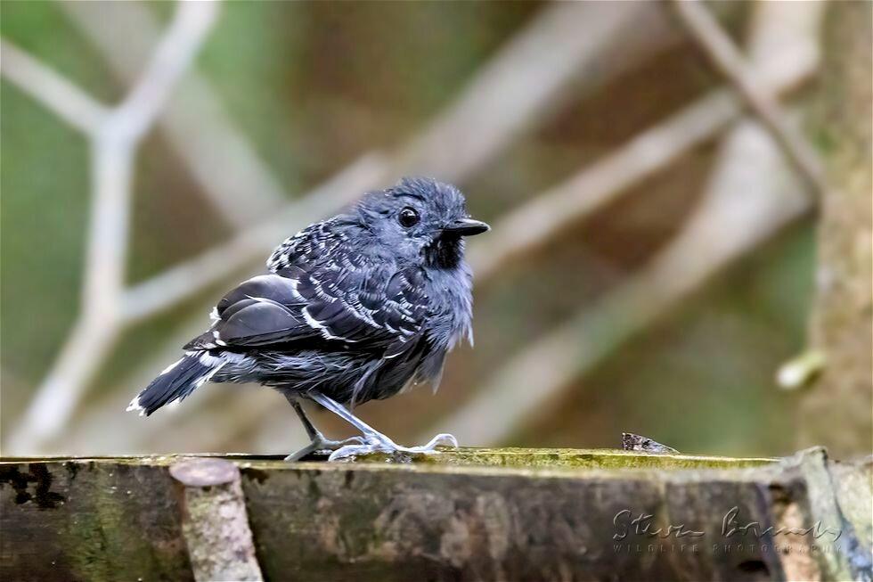 Xingu Scale-backed Antbird (Willisornis vidua)